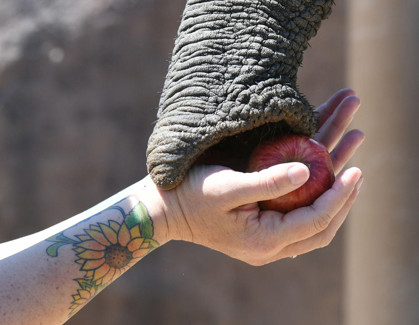 070119-news-elephant 06.JPG